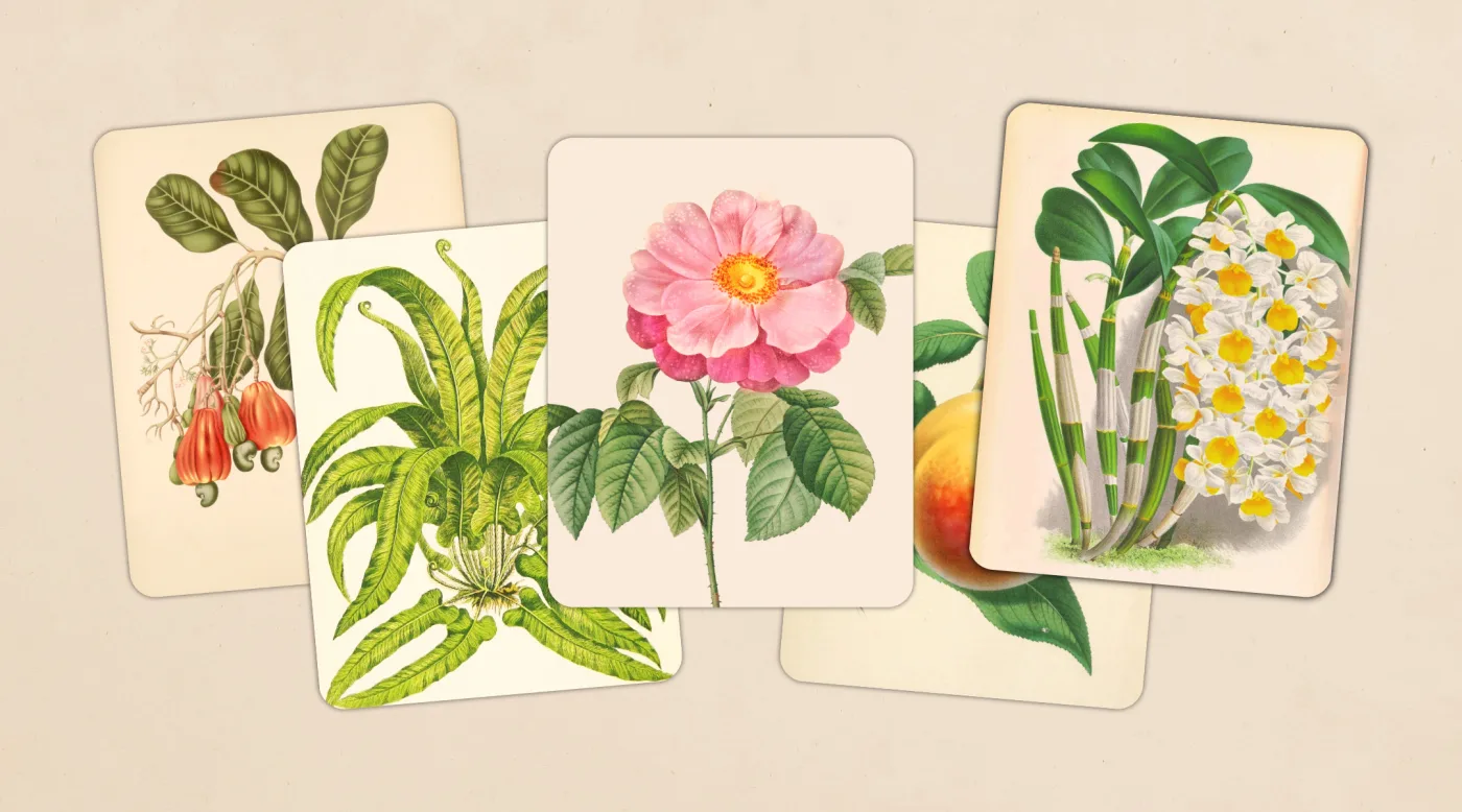 Five plant cards from Art of Flora: a cashew branch, a fern, a pink rose, a peach and a white orchid