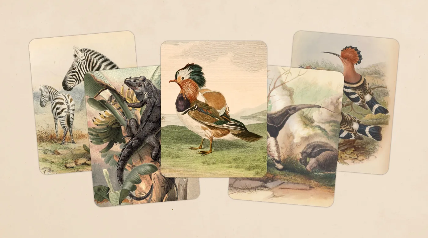 Five animal cards from Art of Fauna: plains zebras, a black iguana, a mandarin duck, a giant anteater and a Eurasian hoopoe