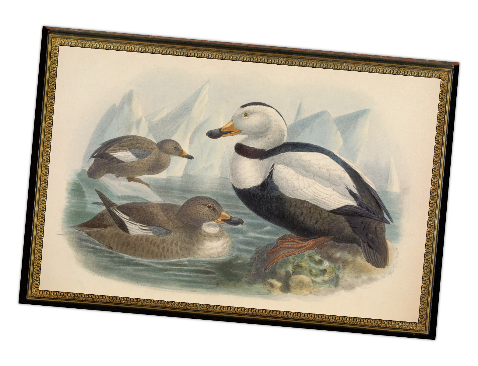 Drawing of two brown ducks next to a black and white duck (labrador duck) in a frame, slightly titled.