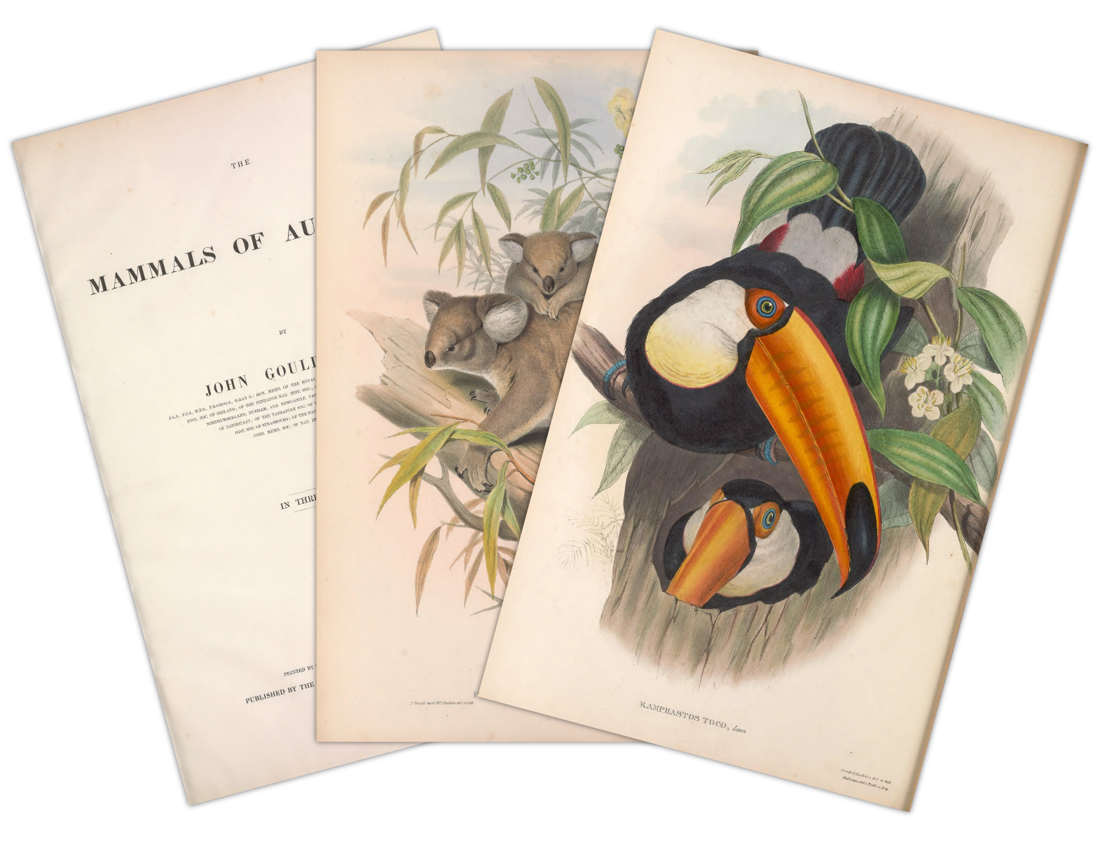 Stack of three pages, stacked on each other. It shows, left two write: The title page of an old book, a Koala drawing, a Toco Toucan drawing