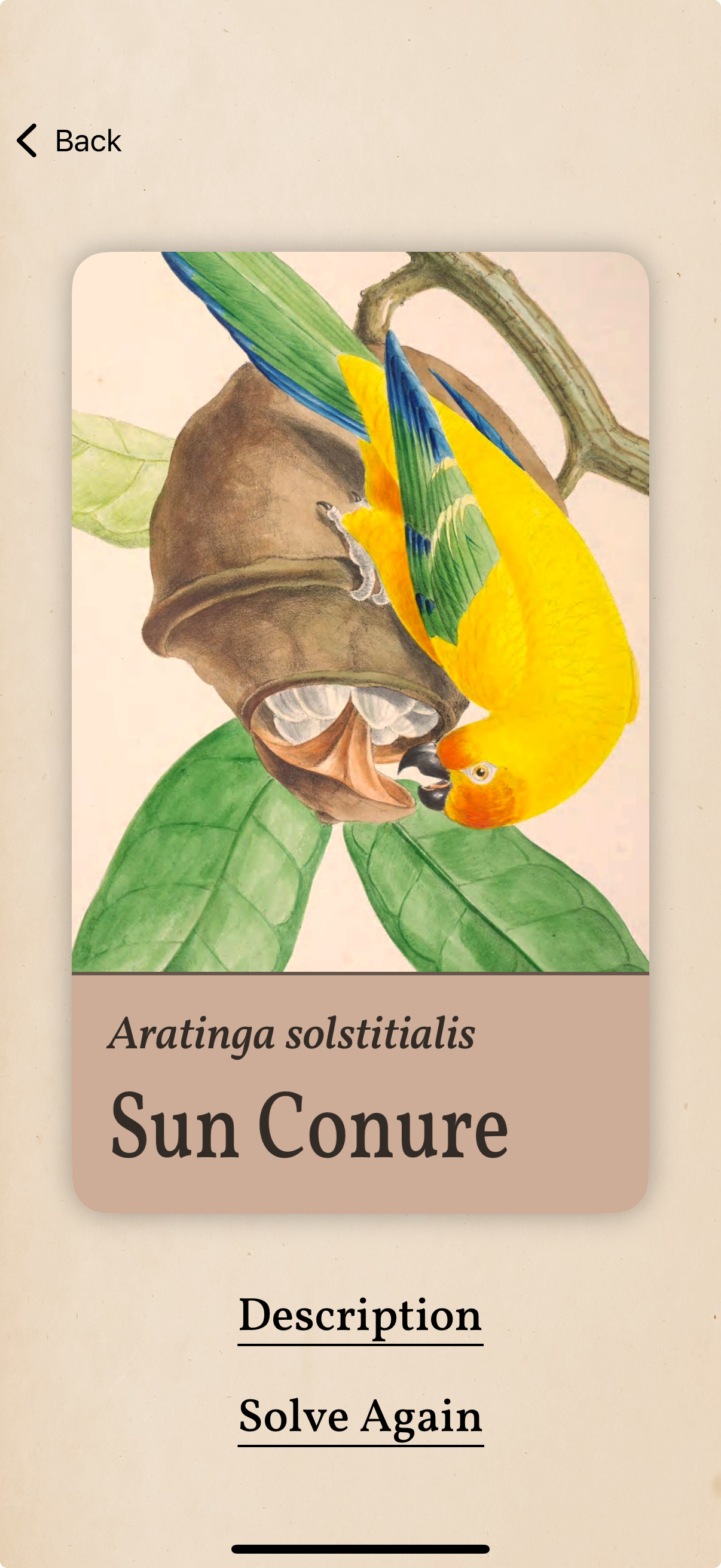 Screenshot showing the Sun Conure card in the games menu.