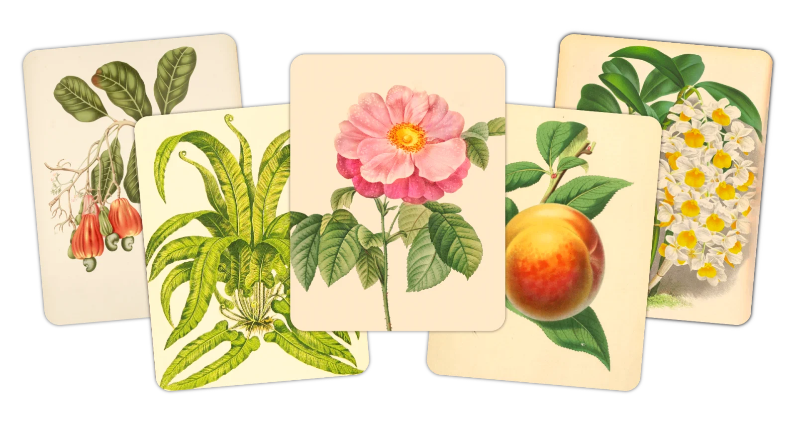 Header showing 5 plant cards stacked on each other. They are, left to right: a cashew branch, a fern, a pink rose, a peach and a white orchid