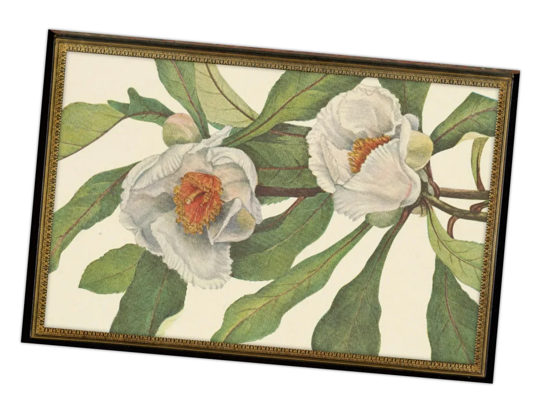 Drawing of a Franklin tree branch with two white flowers, a species that is extinct in the wild, in a golden frame, slightly tilted.