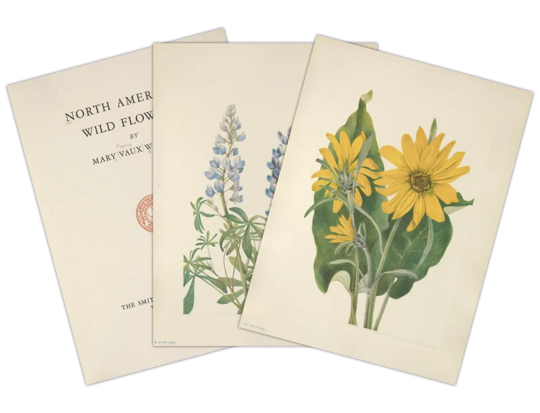 Stack of three pages, stacked on each other. It shows, left to right: The title page of North American Wild Flowers by Mary Vaux Walcott, a drawing of a blue lupine, a drawing of yellow flowers with large green leaves